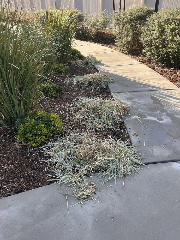 Professional outdoor landscaping for residential properties in Riverside, CA by Everthrive Landscape