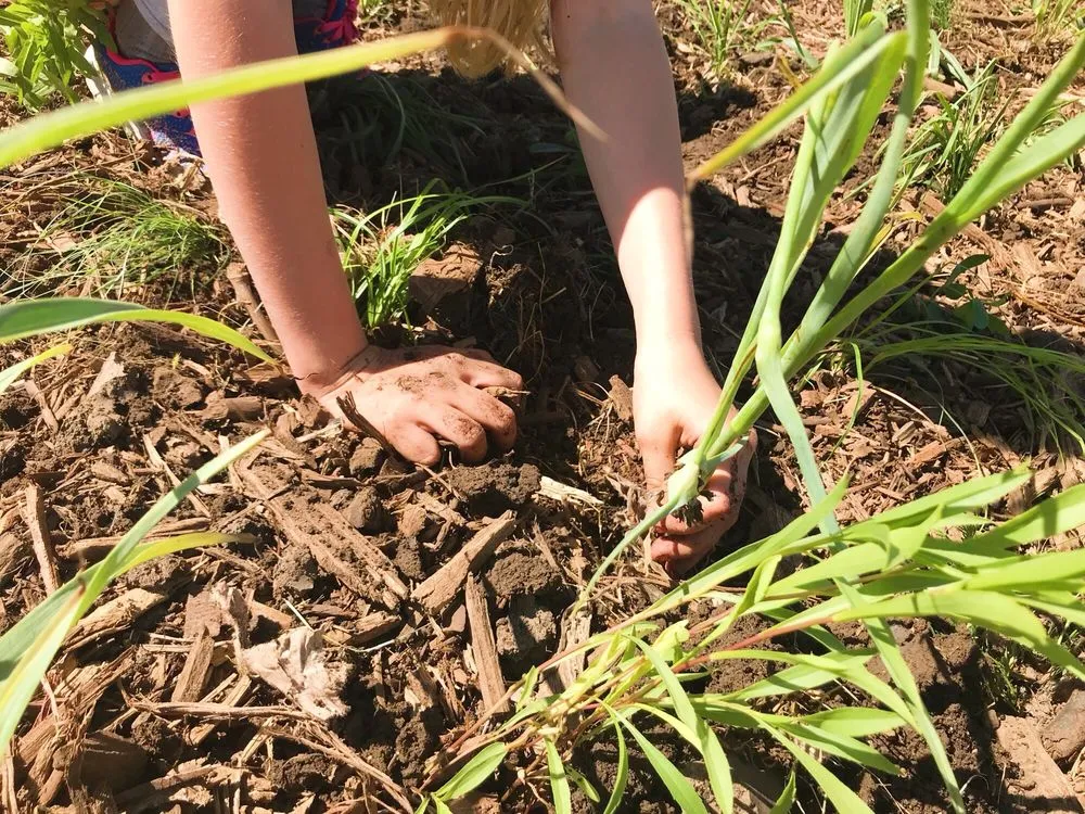 Affordable landscape design for beautiful yards across Blair, NE - Everwild Greenspaces