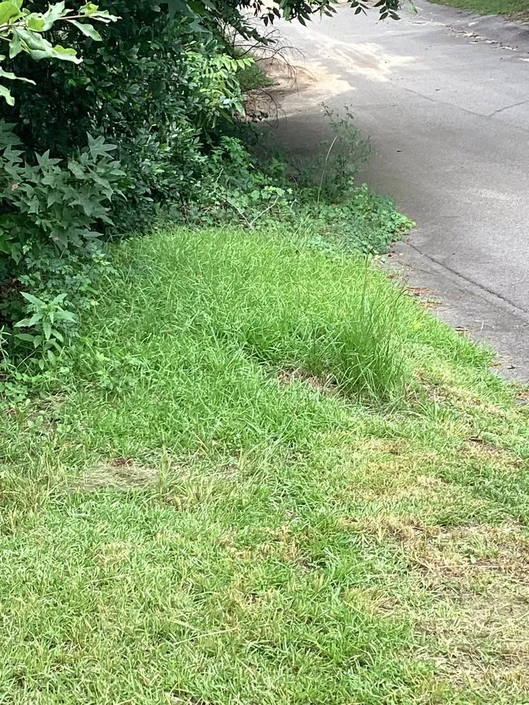 Professional lawn care service in Alcolu, SC - Everyday Jobs N More