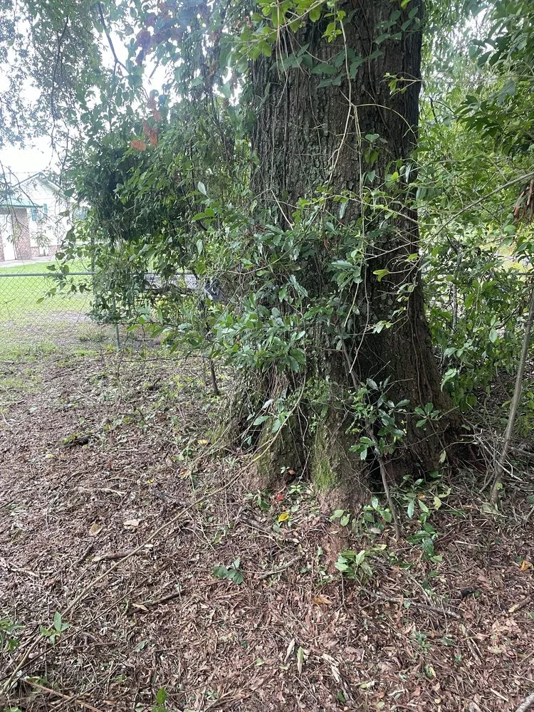 Affordable landscape installation for beautiful yards across Alcolu, SC - Everyday Jobs N More