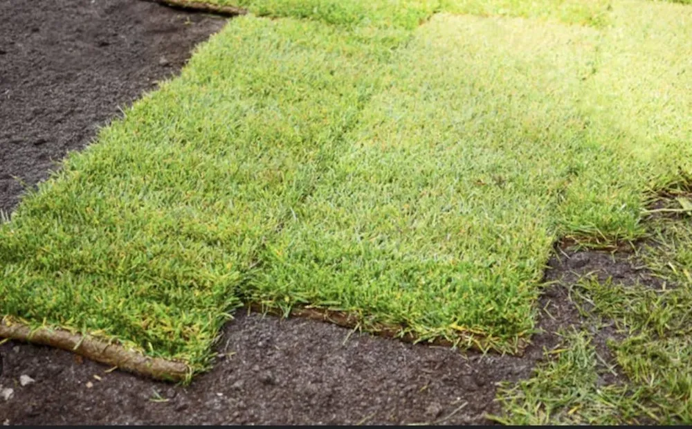 Reliable residential landscaping in Ocala, FL - Everyday Lawn Solutions