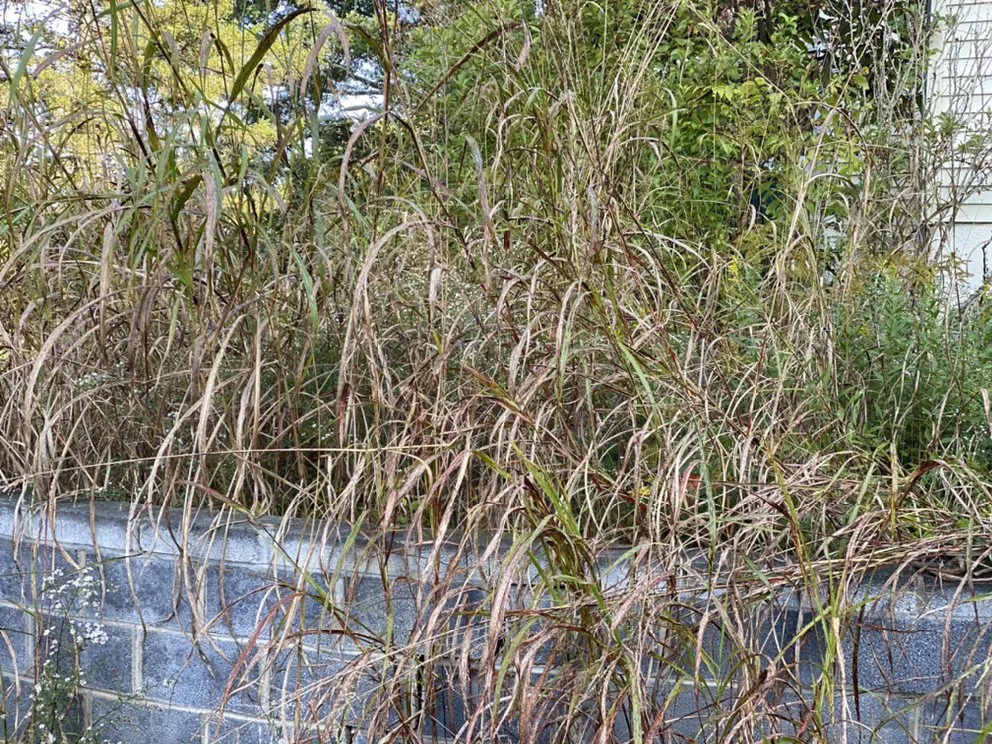 Local outdoor landscaping in Jonesborough, TN by Everyday LawnCare