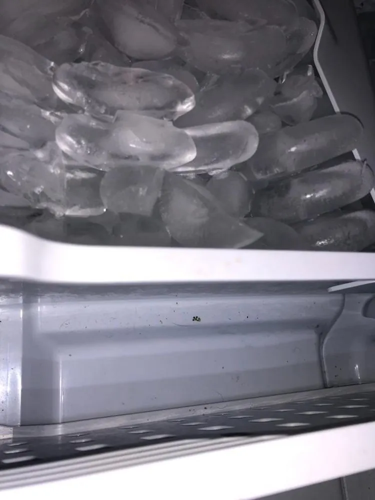 Trusted yard cleanup service in Gresham, OR by Everyday Needs