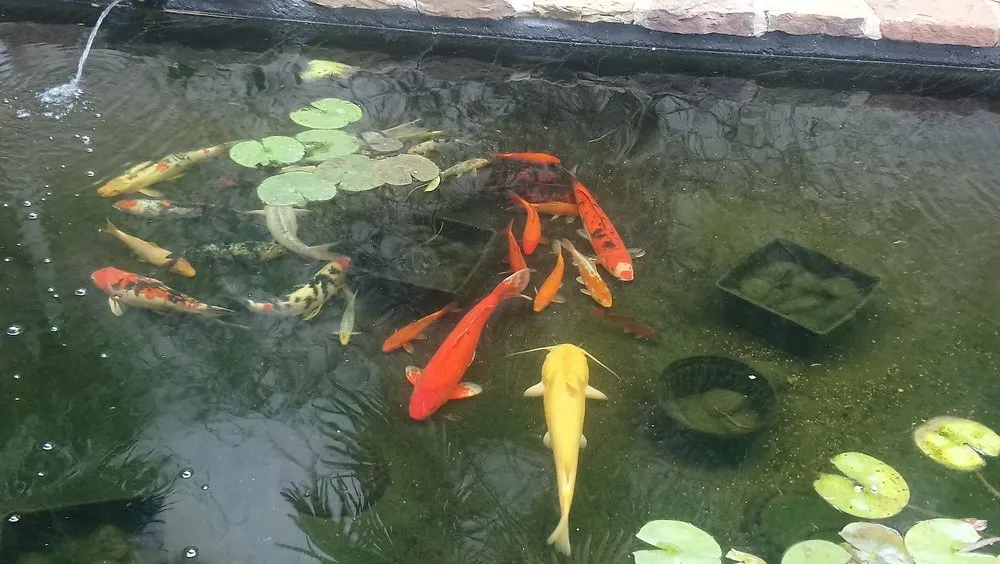 Reliable garden landscaping for residential properties across Fort Worth, TX - Everything Fishy