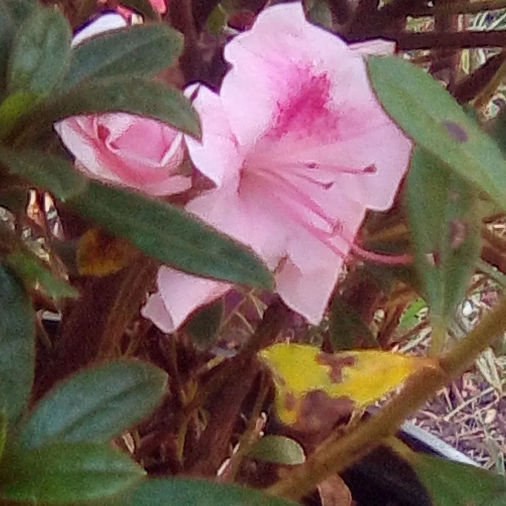 Reliable garden landscaping in Shreveport, LA - Everything Grass Services