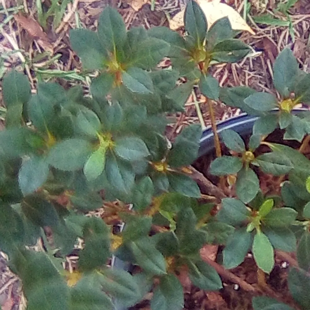 Reliable residential landscaping for year-round maintenance in Shreveport, LA by Everything Grass Services