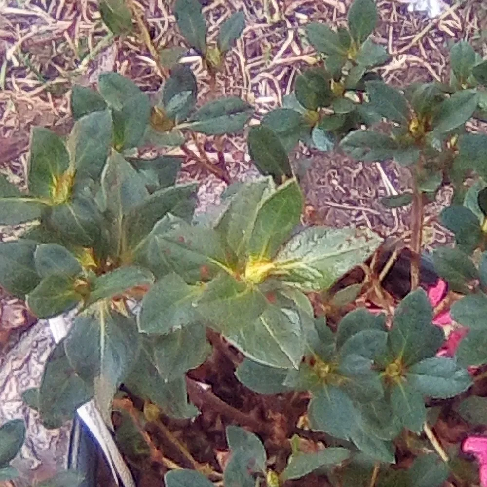 Professional landscaping services for outdoor upgrades across Shreveport, LA - Everything Grass Services