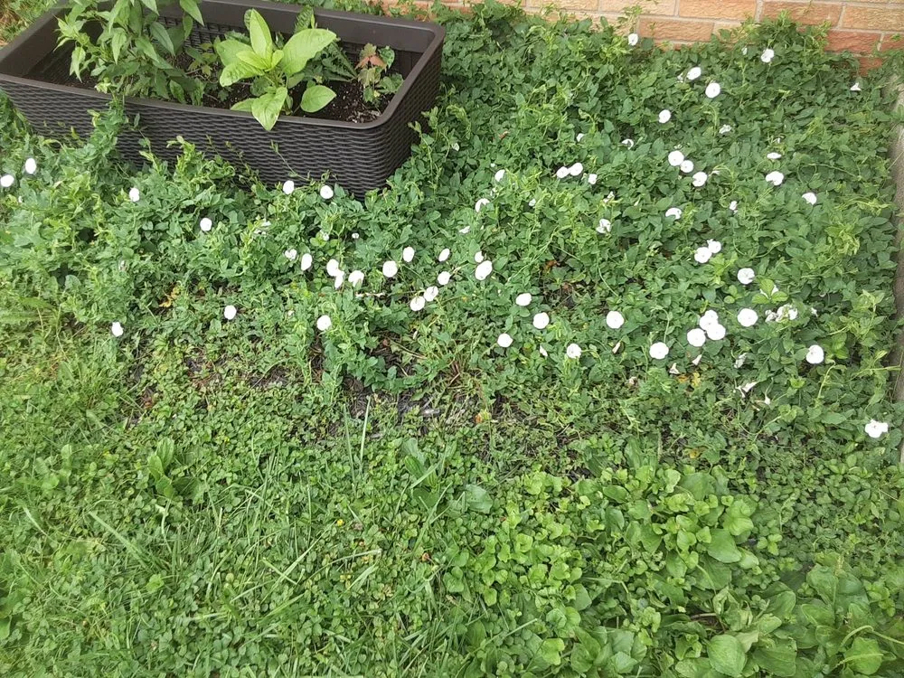 Expert landscape design for residential properties in Bastrop, TX by Everything Hands On