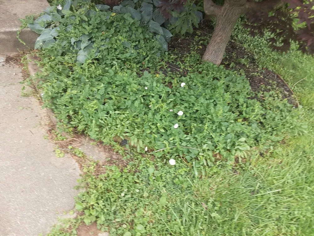 Top-rated landscaping services in Bastrop, TX by Everything Hands On