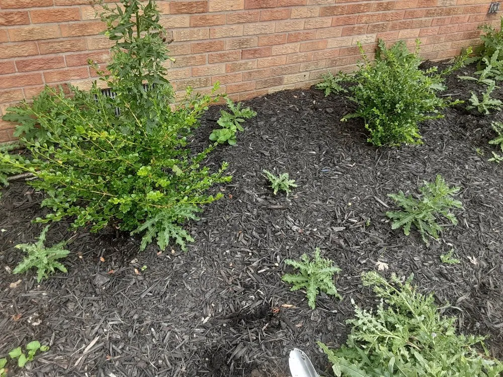 Affordable lawn care service for outdoor upgrades across Bastrop, TX - Everything Hands On