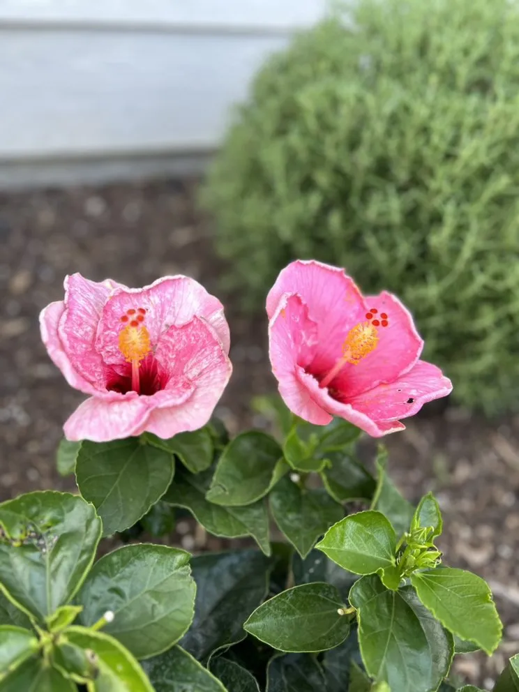 Professional lawn mowing service experts serving Aledo, TX - Everything Outdoors