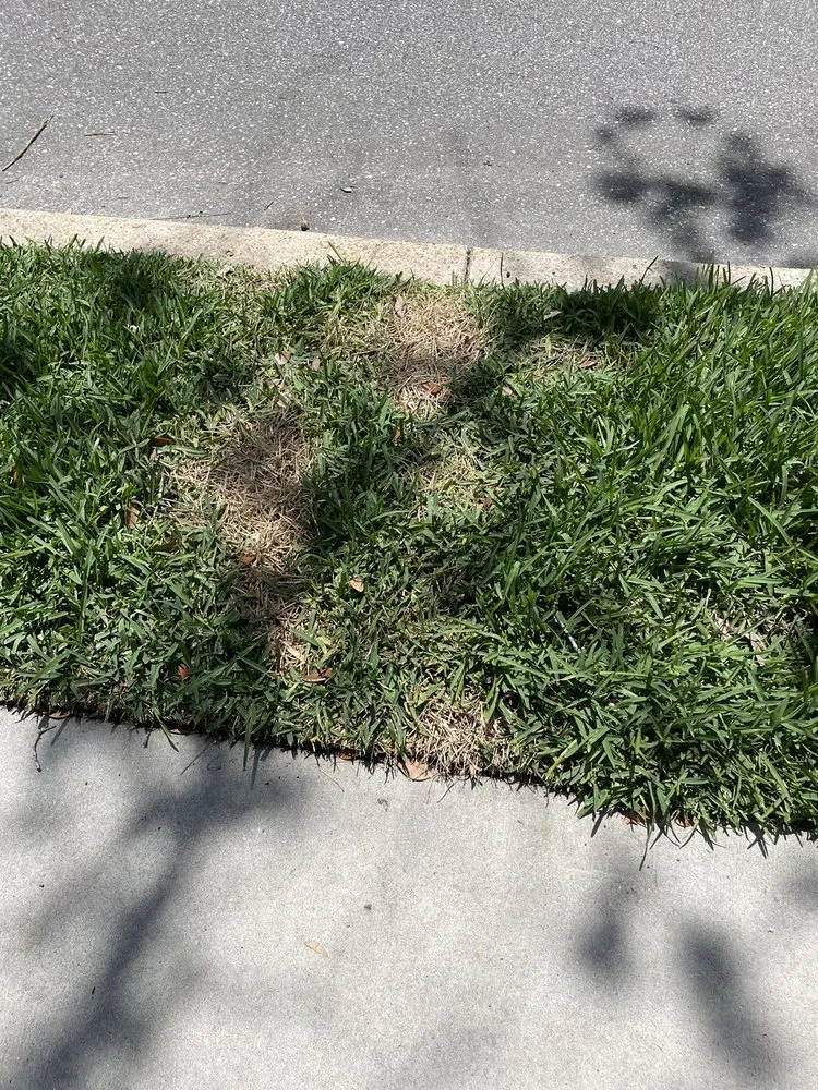 Reliable yard maintenance near you across Tampa, FL - Everything Outdoors