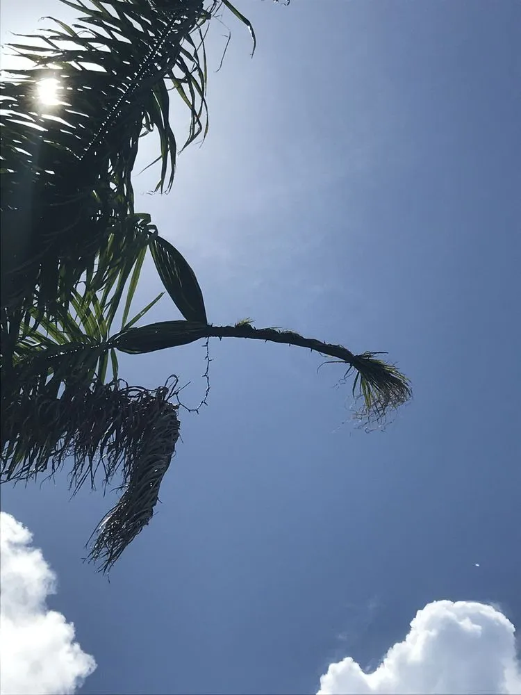 Affordable garden landscaping in Tampa, FL - Everything Outdoors