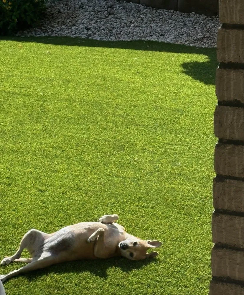 Trusted landscape design in Las Vegas, NV by Everything Turf Pros