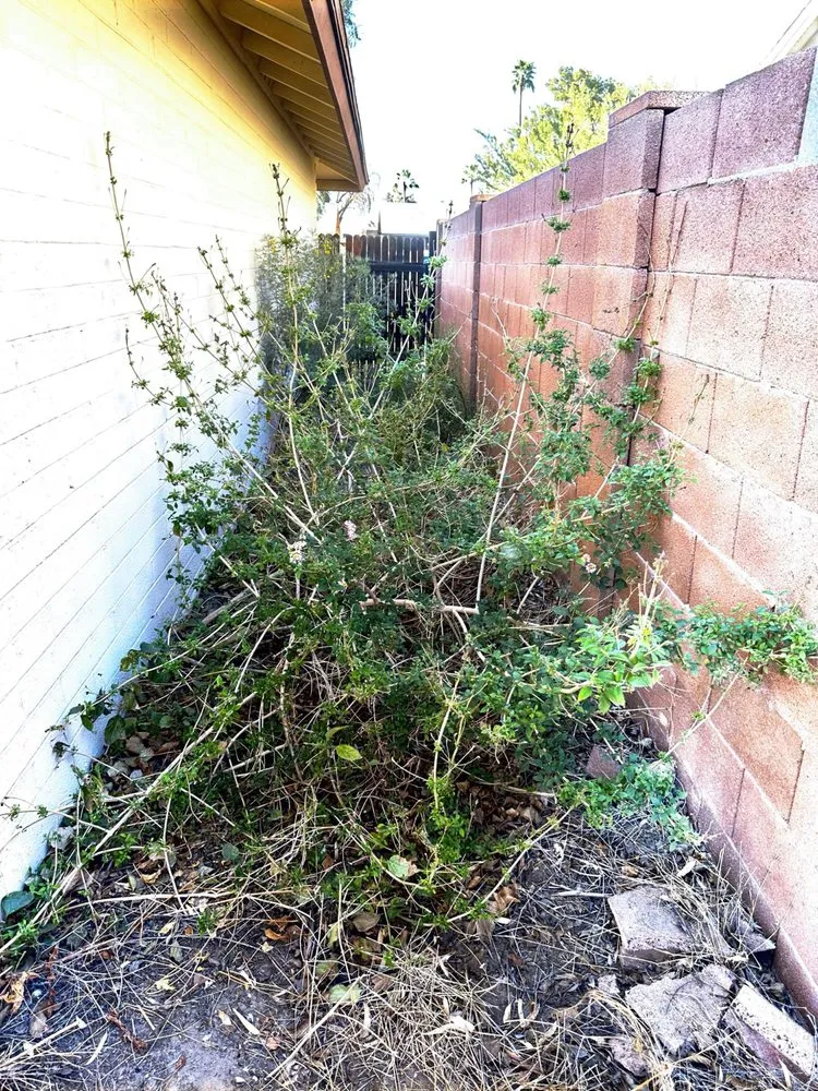 Professional landscape design near you in Phoenix, AZ by Everything Under The Sky