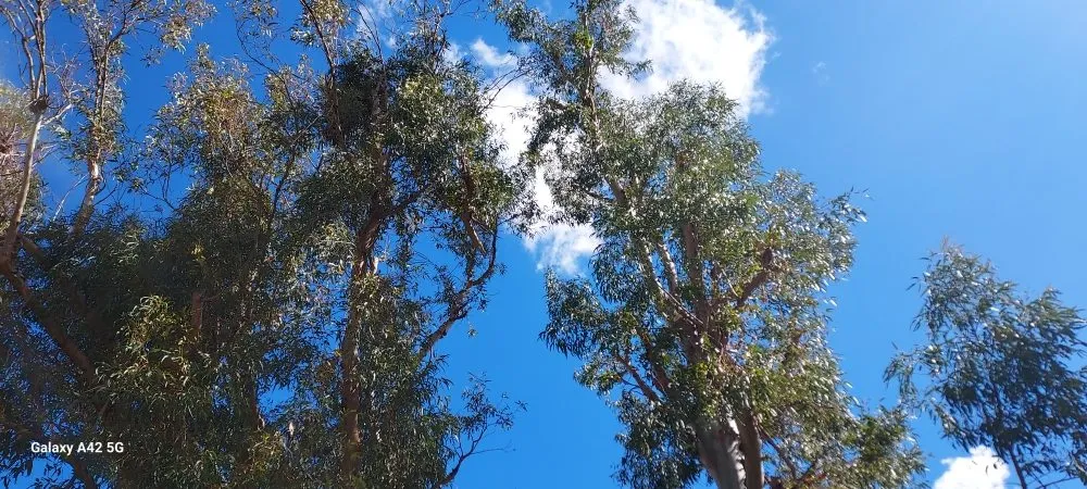 Expert garden landscaping in Ontario, CA by Everything Work Tree