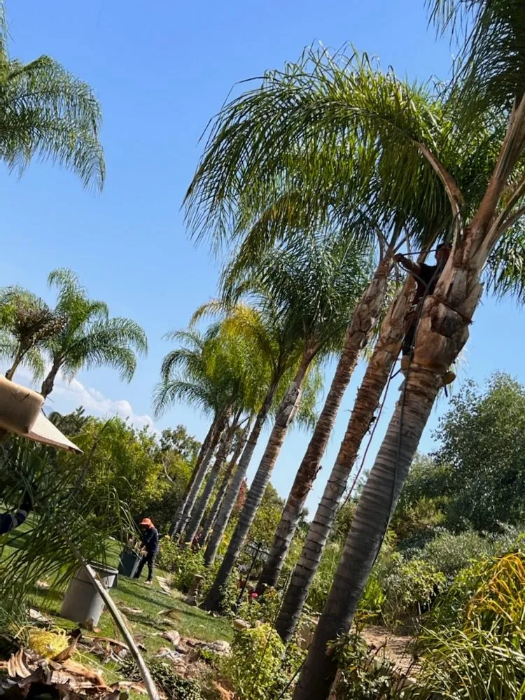 Professional yard cleanup service in Ontario, CA by Everything Work Tree