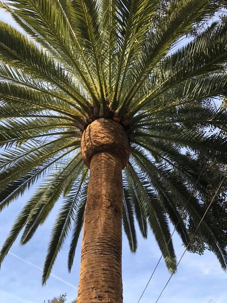 Reliable landscape installation in Ontario, CA by Everything Work Tree