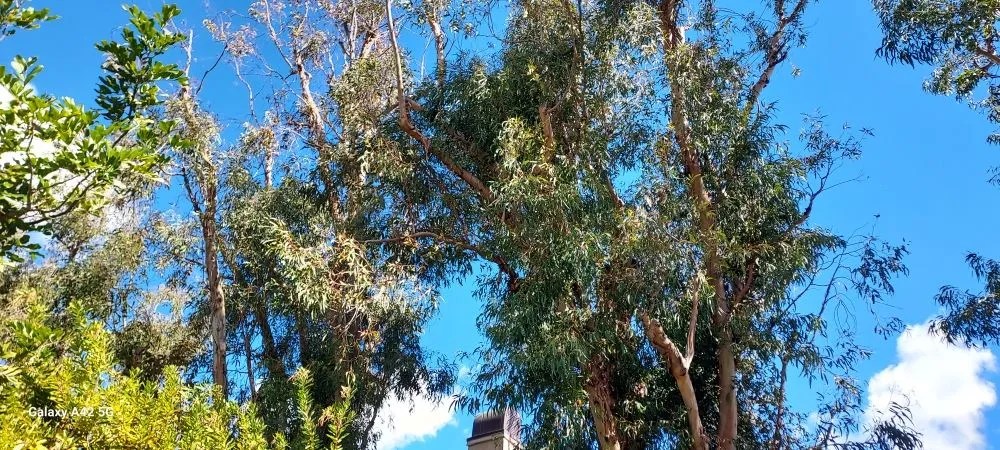 Trusted garden landscaping in Ontario, CA - Everything Work Tree