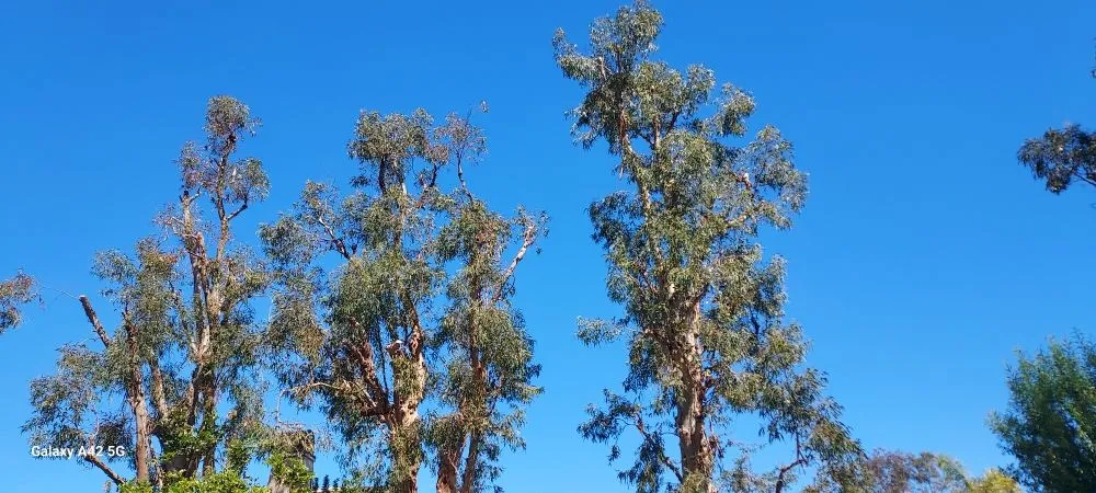 Local lawn care service with custom design in Ontario, CA by Everything Work Tree