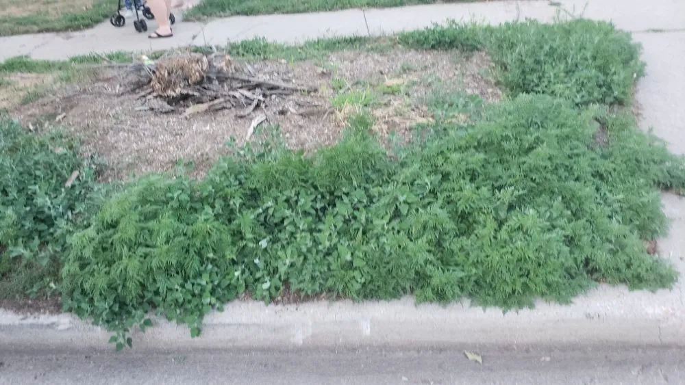 Expert outdoor landscaping in Sioux Falls, SD - EVLO Solutions Lawn Care