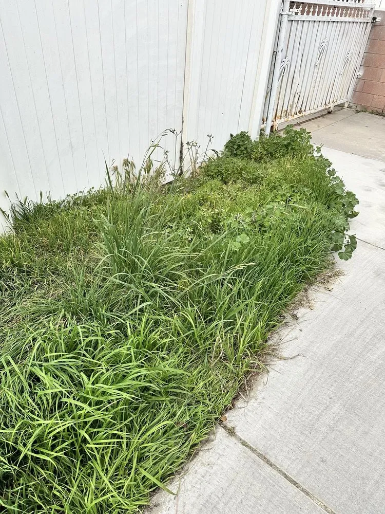 Top-rated residential landscaping in Huntington Beach, CA by Evolution Landscaping and Plumbing