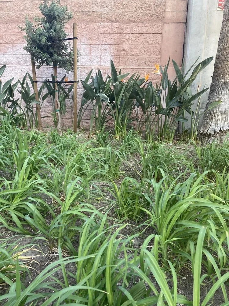 Affordable landscaping services experts serving Huntington Beach, CA - Evolution Landscaping and Plumbing