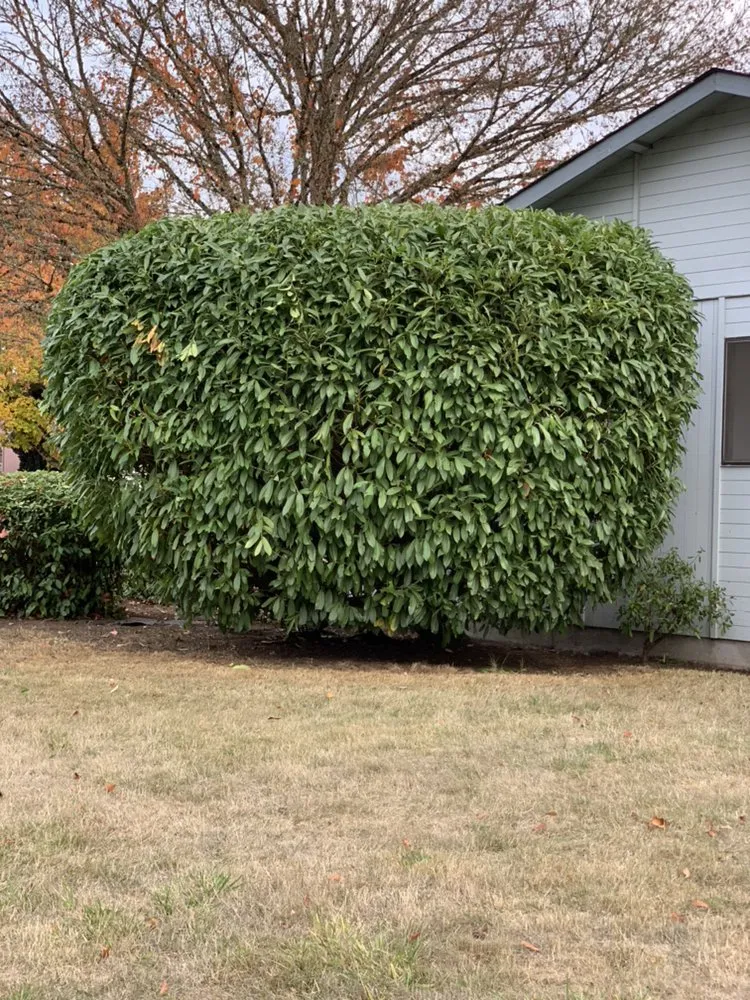 Trusted landscape installation for beautiful yards across Eugene, OR - Evolution Landscaping