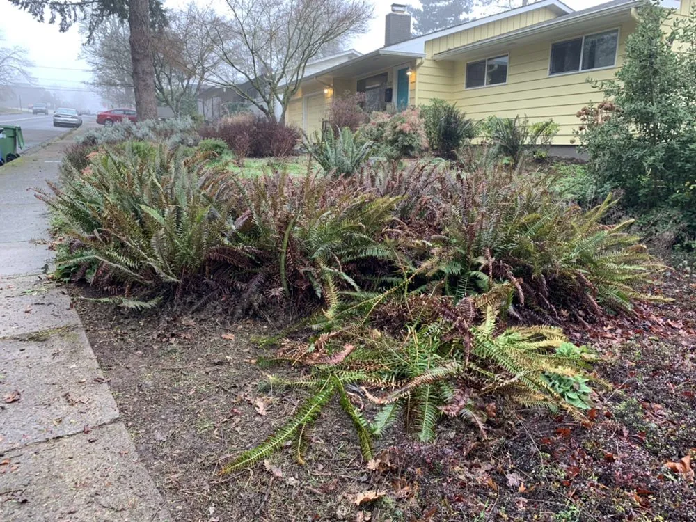 Professional lawn care service near you in Eugene, OR by Evolution Landscaping