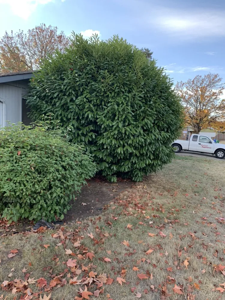 Trusted outdoor landscaping experts serving Eugene, OR - Evolution Landscaping