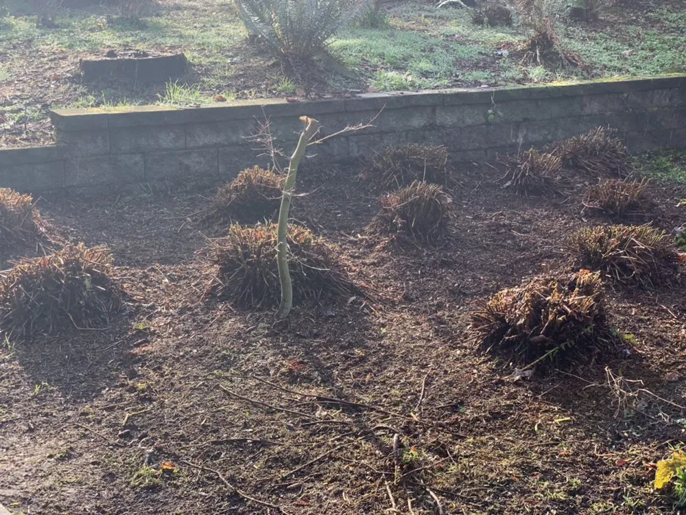 Professional outdoor landscaping for residential properties across Eugene, OR - Evolution Landscaping