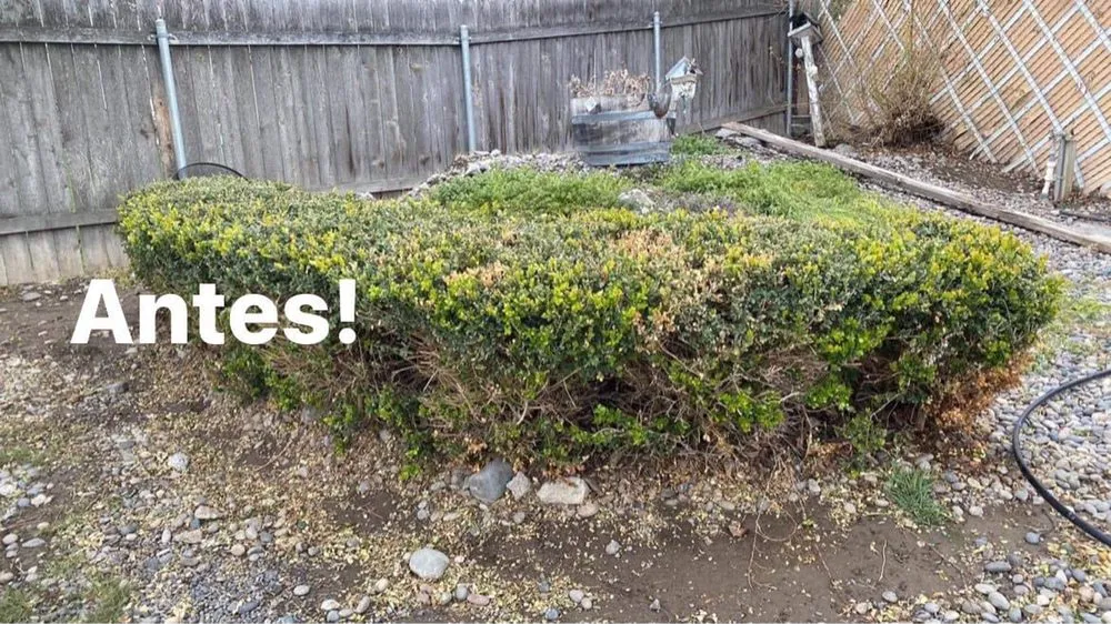 Reliable lawn care service for homes across Pasco, WA - Evolution Landscaping