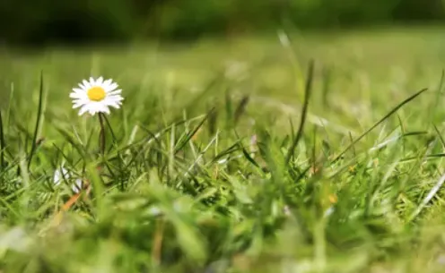 Trusted yard cleanup service in Anderson, SC - Evolution Lawn Care