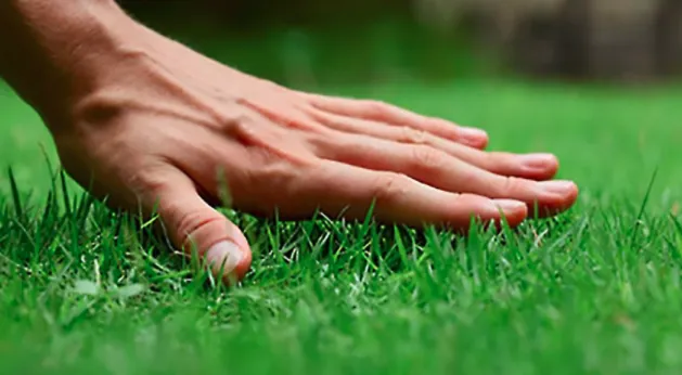 Affordable landscaping services experts serving Anderson, SC - Evolution Lawn Care