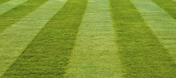 Expert yard maintenance experts serving Anderson, SC - Evolution Lawn Care