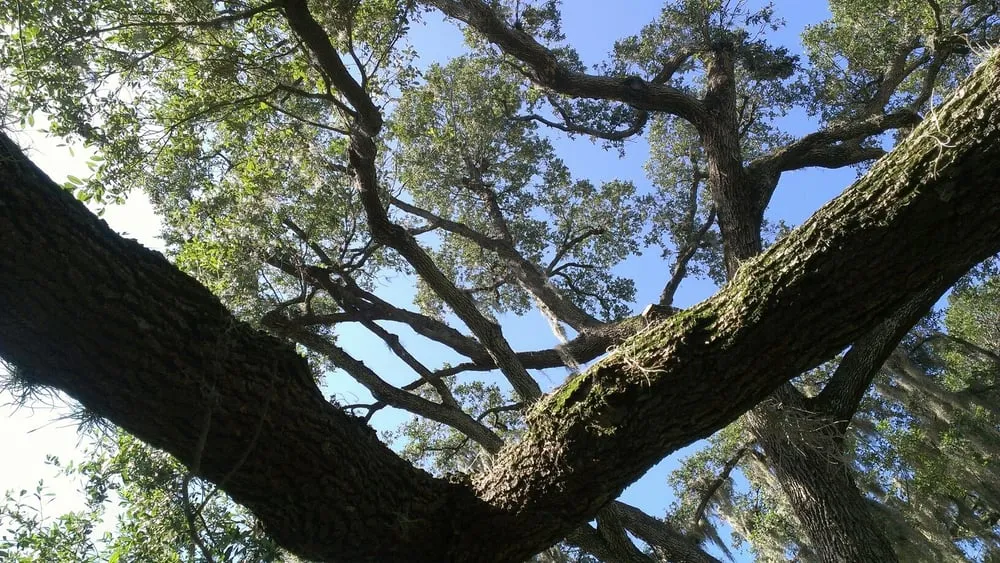 Local lawn care service experts serving Bartow, FL - Evolve Contracting