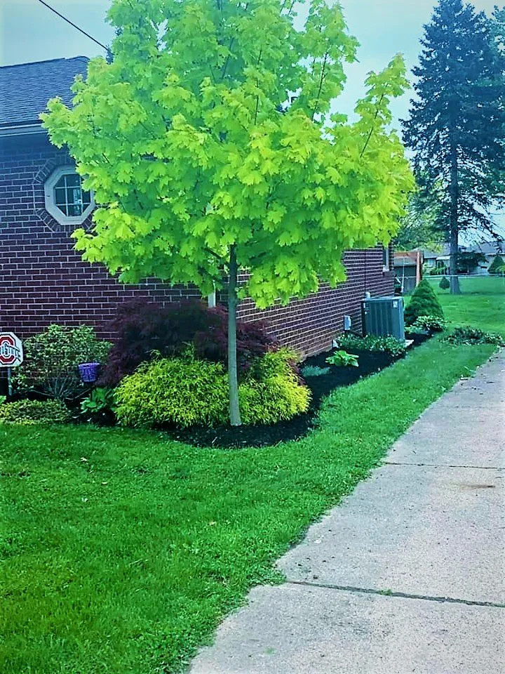Trusted yard maintenance in Canton, OH by Evolving Scapes