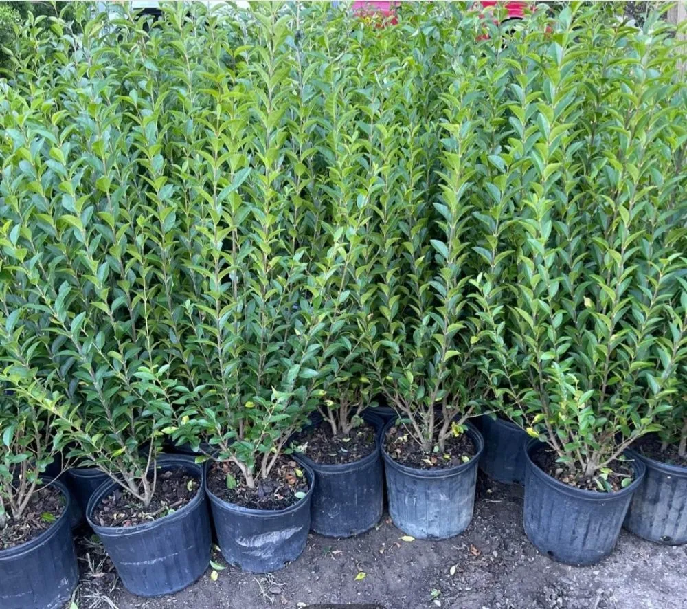 Expert landscaping services in Glen Cove, NY by Evoras Landscaping Services