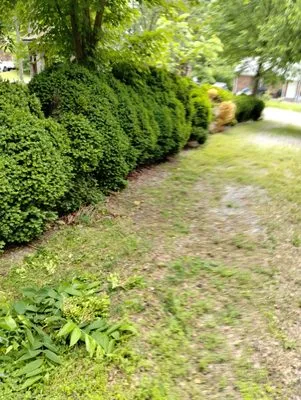 Ev's Pine and Leaf service Logo