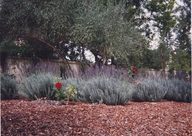 Local outdoor landscaping experts serving Menlo Park, CA - EW Landscape, Inc.