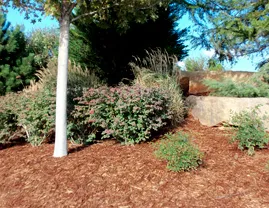 Local lawn care service near you across Oklahoma City, OK - EWF Earth Water Fire