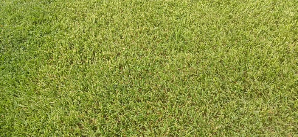 Reliable lawn mowing service for residential properties across Saint Cloud, FL - Exalt Outdoor Services