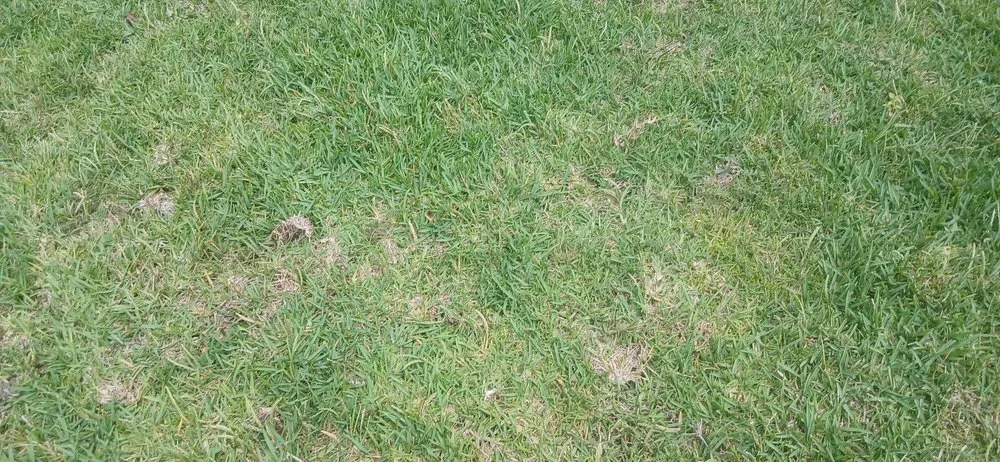 Top-rated yard cleanup service in Saint Cloud, FL by Exalt Outdoor Services