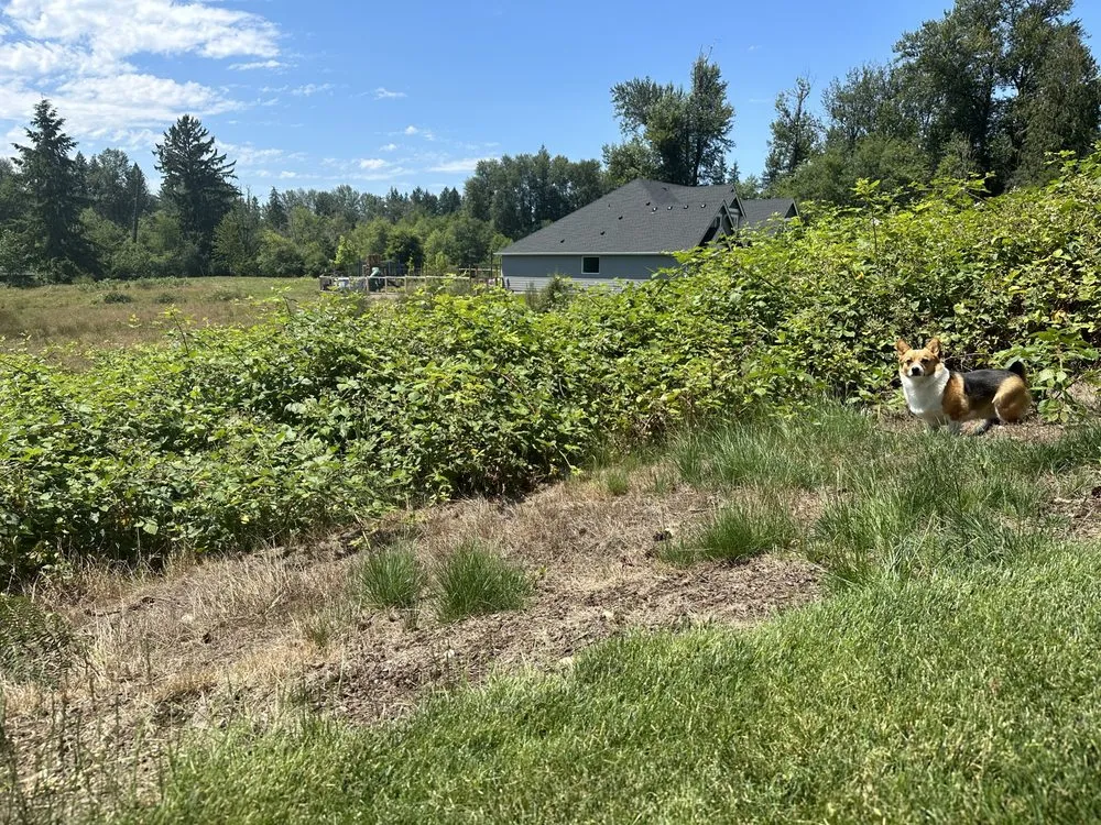Local outdoor landscaping experts serving Maple Valley, WA - Excalibur Landservices