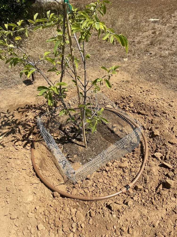 Professional lawn care service for residential properties across Escondido, CA - Excavation Dirt Works & Grading