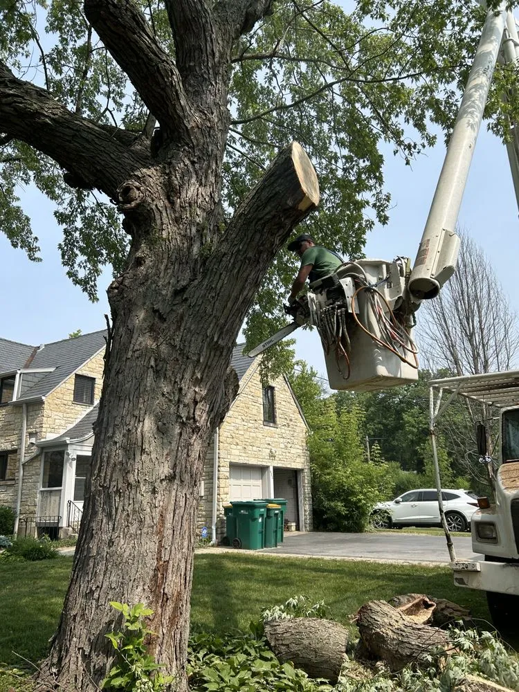 Local lawn mowing service for outdoor upgrades in North Chicago, IL by Excelente Tree Service