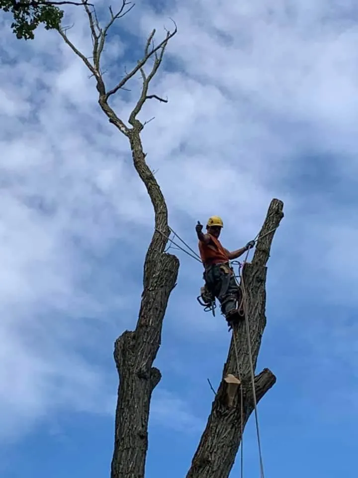 Trusted outdoor landscaping for year-round maintenance across North Chicago, IL - Excelente Tree Service