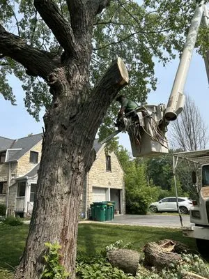 Excelente Tree Service Logo