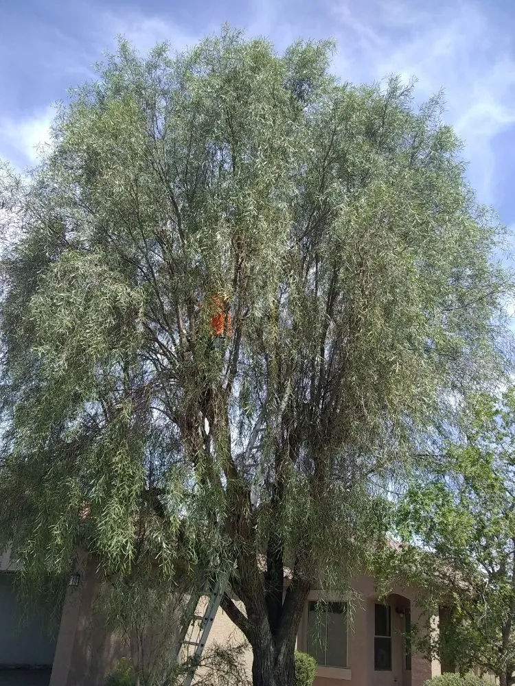 Custom garden landscaping in Surprise, AZ - Excelerated Landscaping