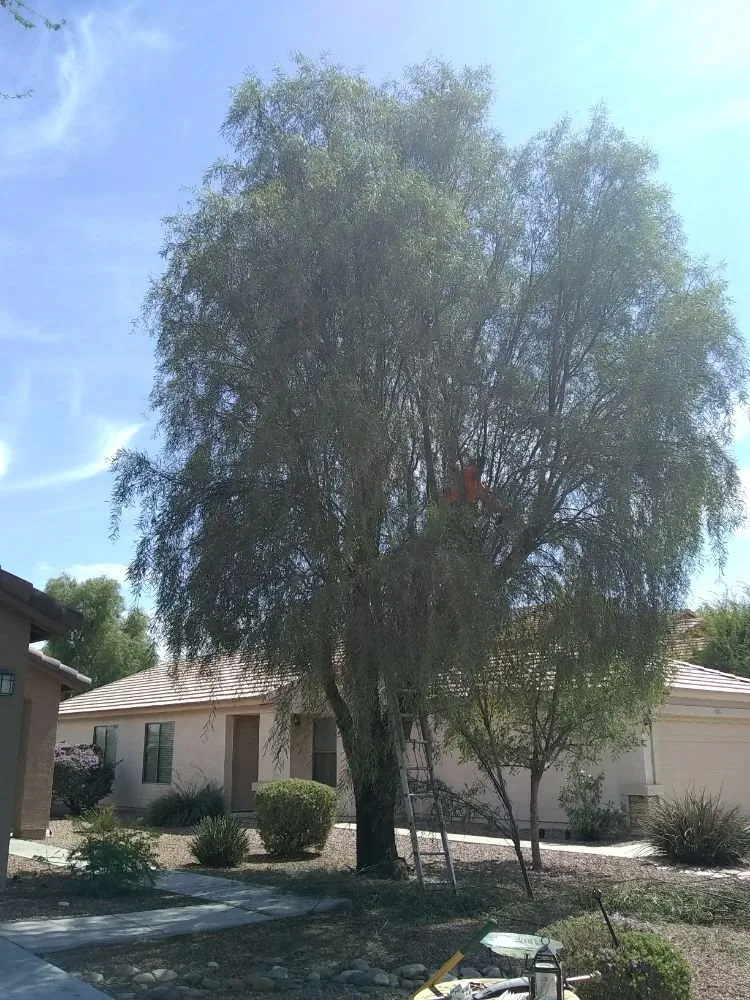 Top-rated landscape installation for beautiful yards in Surprise, AZ by Excelerated Landscaping